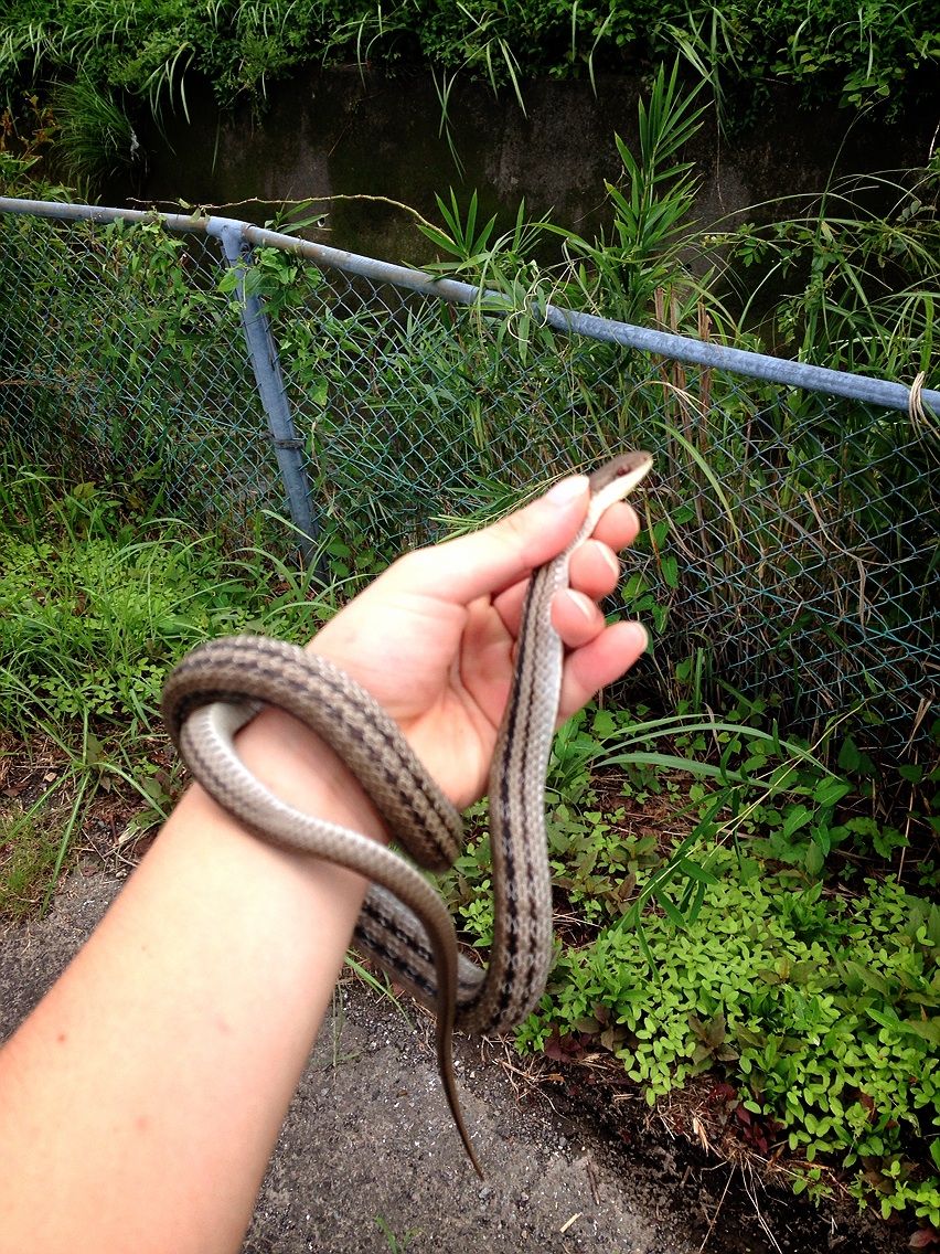 シマヘビ発見 虫と細道
