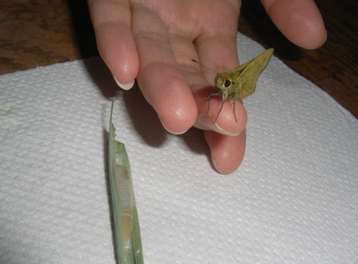 チャバネセセリたん 蟲愛會 むしめづるかい