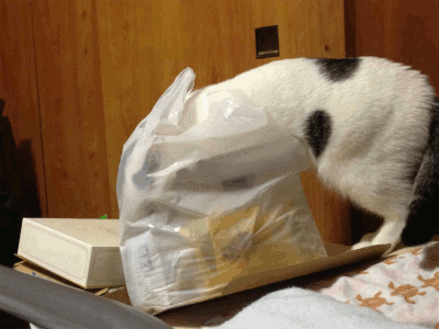 蟲愛會 むしめづるかい