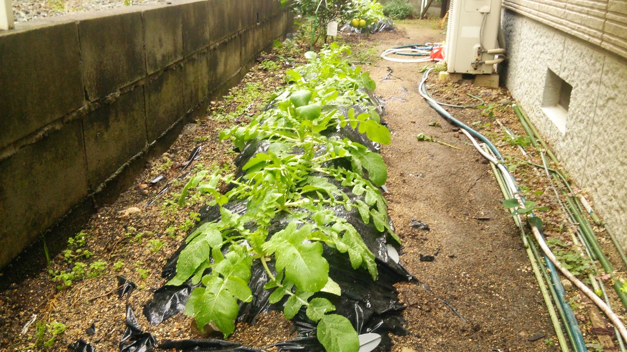 雨水貯留タンクを設置するときに確認しておくべきこと Musyokutoumei