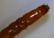 s-���ގЎю����ގώ��ʡ��ю�����101016DSCN7735����̥�