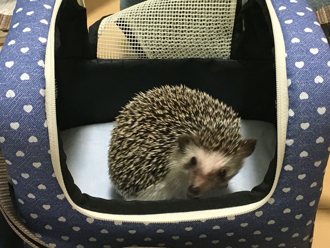 血だらけ事件 続き めげるな私 口 ハリネズミlife 血だらけ事件 続き めげるな私 口 ハリネズミlife