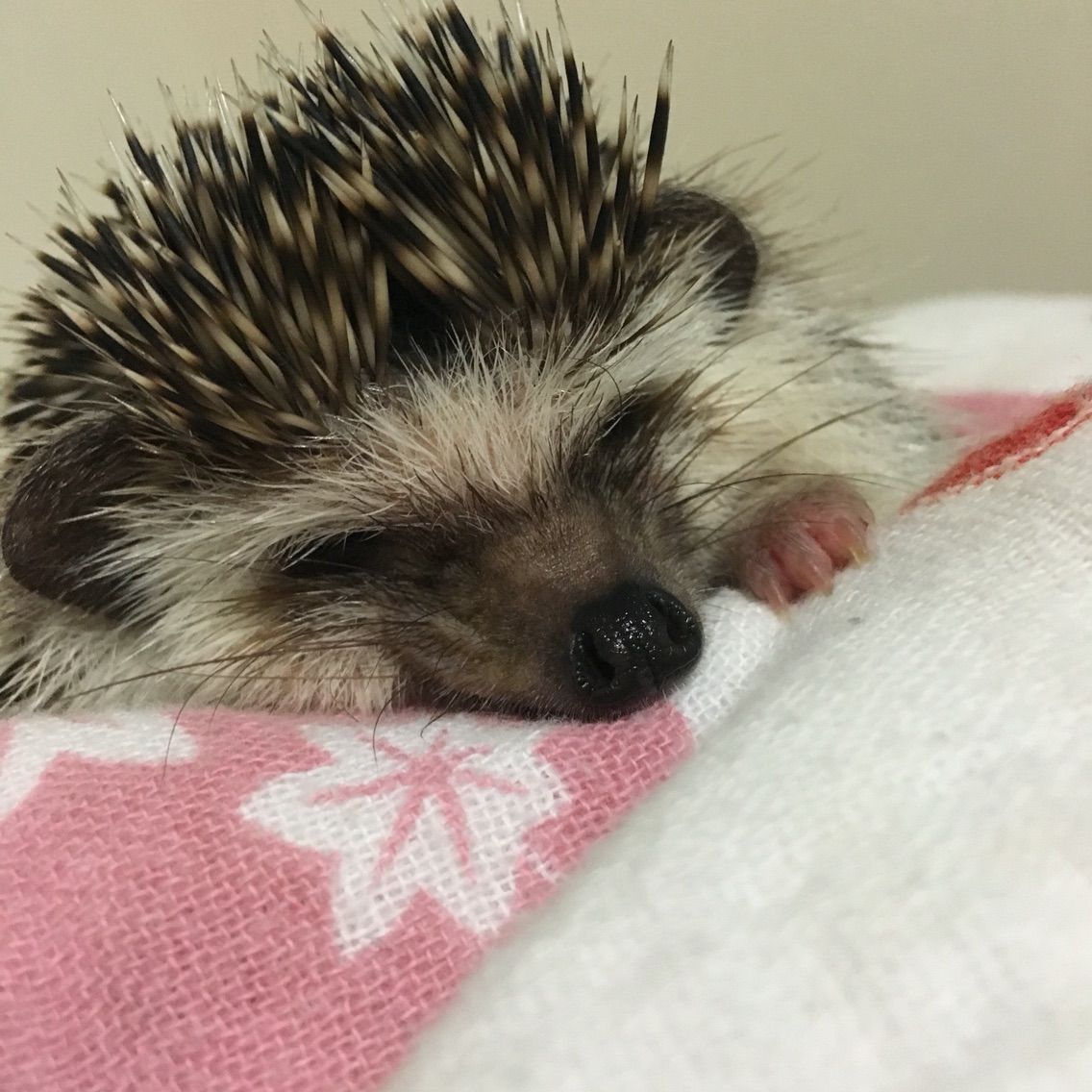 ハリネズミのヒゲ めげるな私 口 ハリネズミlife
