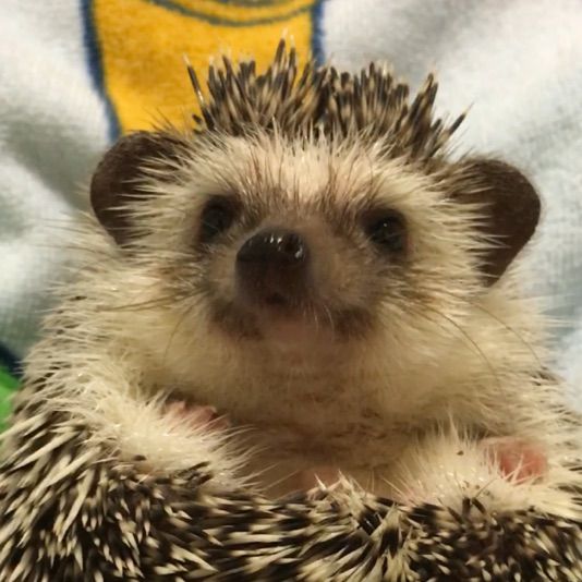 ハリネズミのヒゲ めげるな私 口 ハリネズミlife ハリネズミのヒゲ めげるな私 口 ハリネズミlife