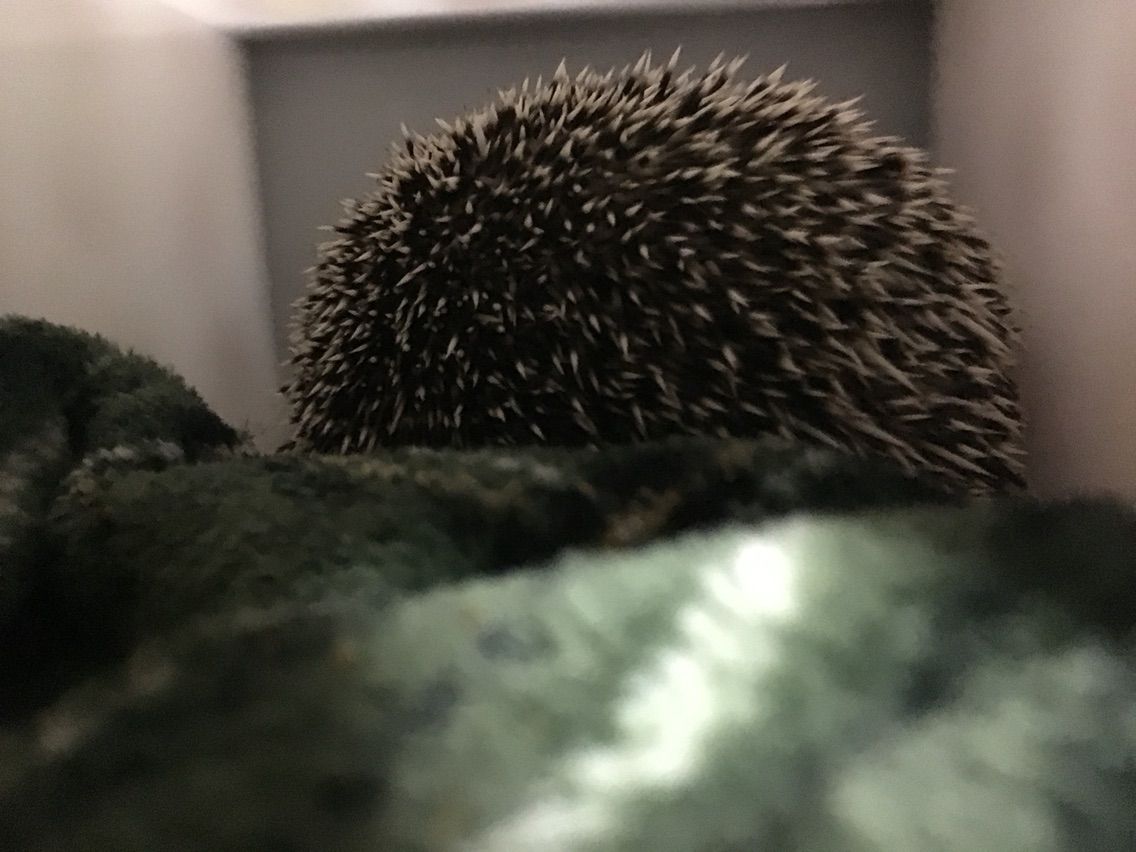 ハリネズミのヒゲ めげるな私 口 ハリネズミlife