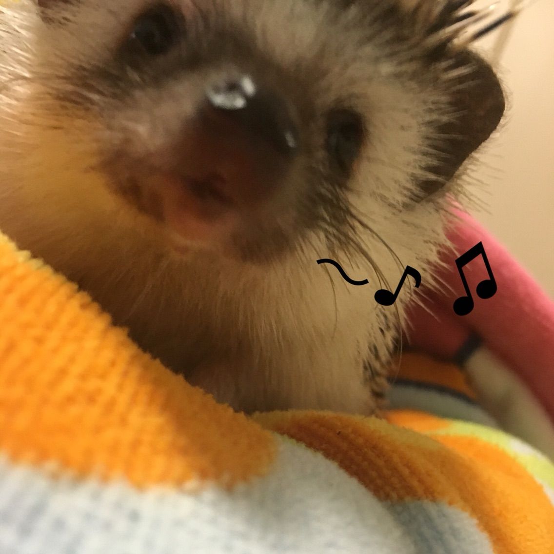 ハリネズミの手作り寝袋 めげるな私 口 ハリネズミlife ハリネズミの手作り寝袋 めげるな私 口 ハリネズミlife