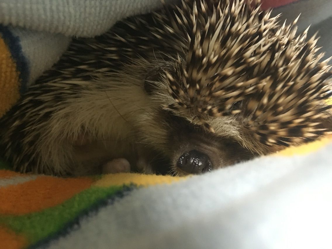 ハリネズミのヒゲ めげるな私 口 ハリネズミlife
