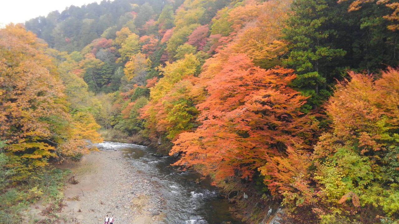 薬研渓流の紅葉が見頃です 公社 むつ市観光協会
