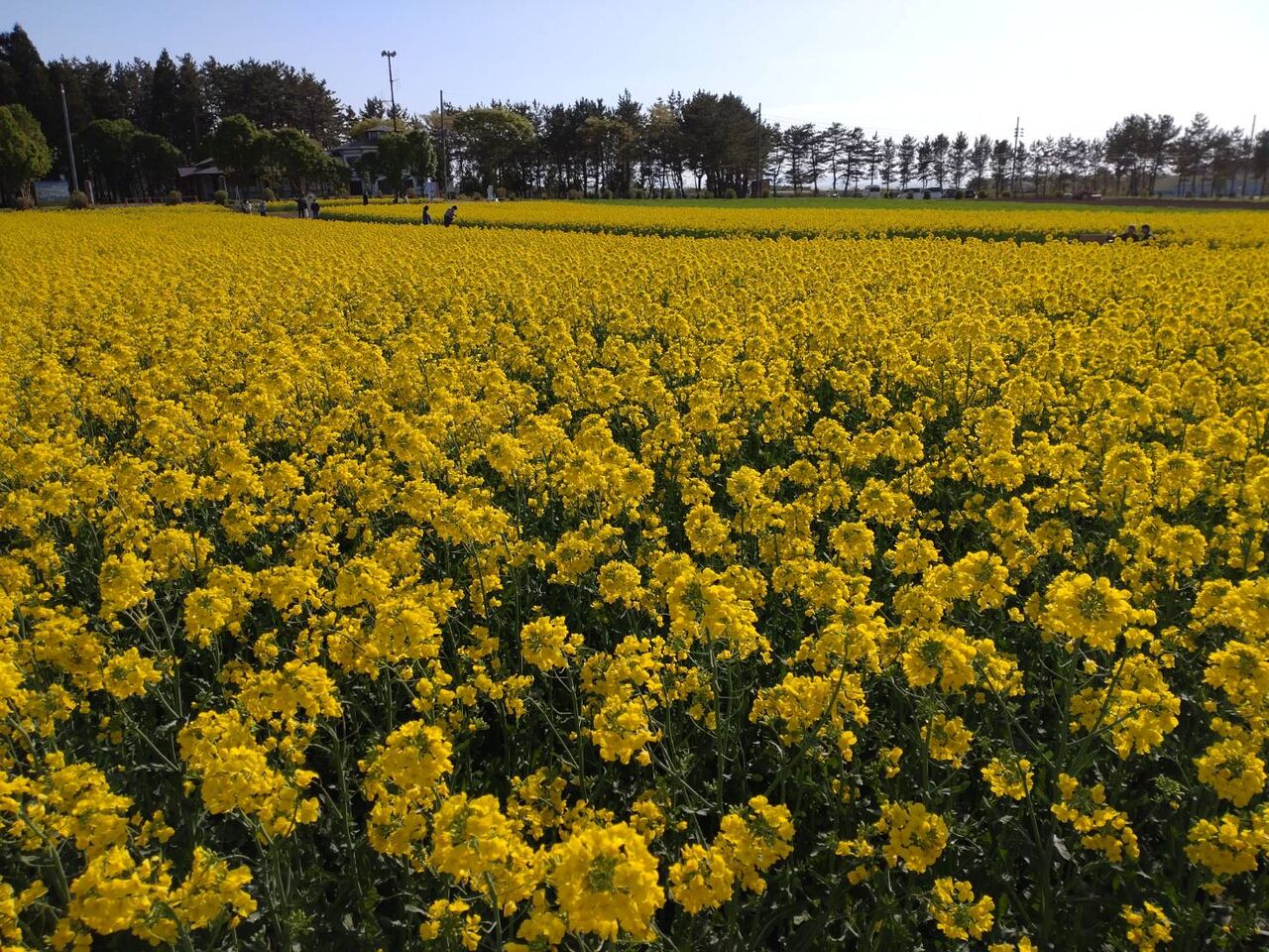 横浜町 菜の花開花状況【2022/5/8】 : （公社）むつ市観光協会