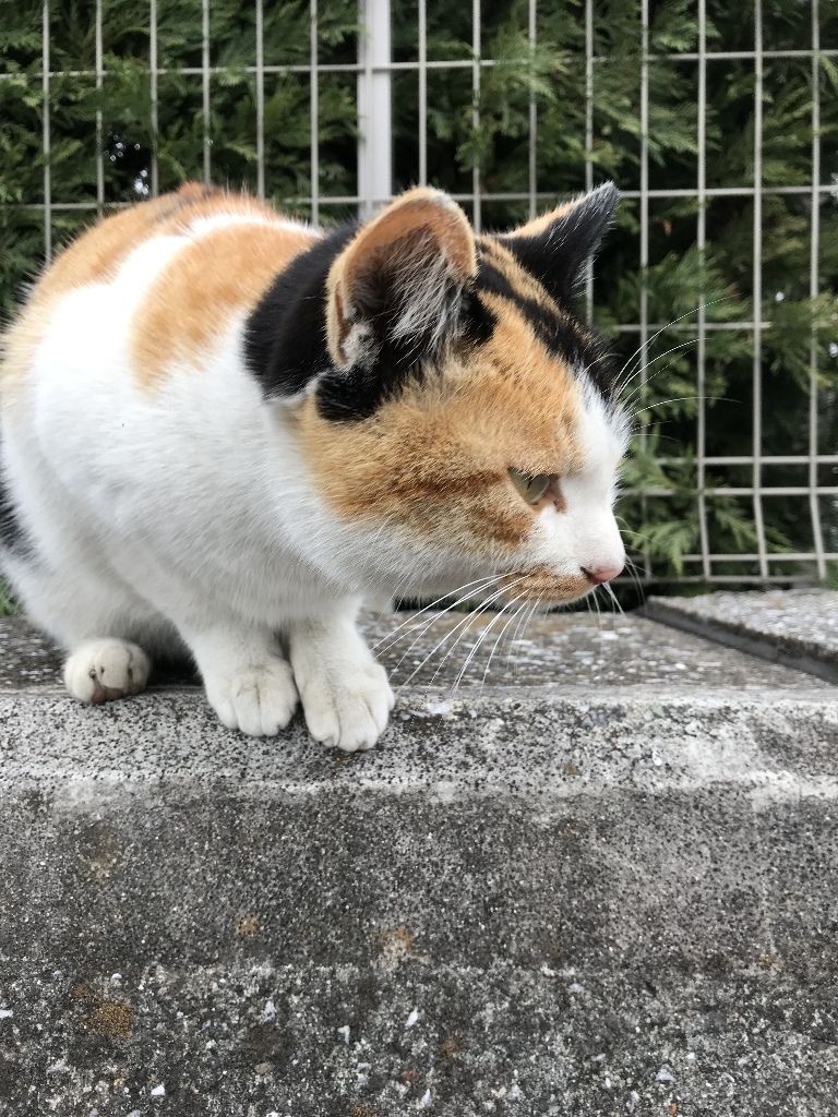 イメージ 19