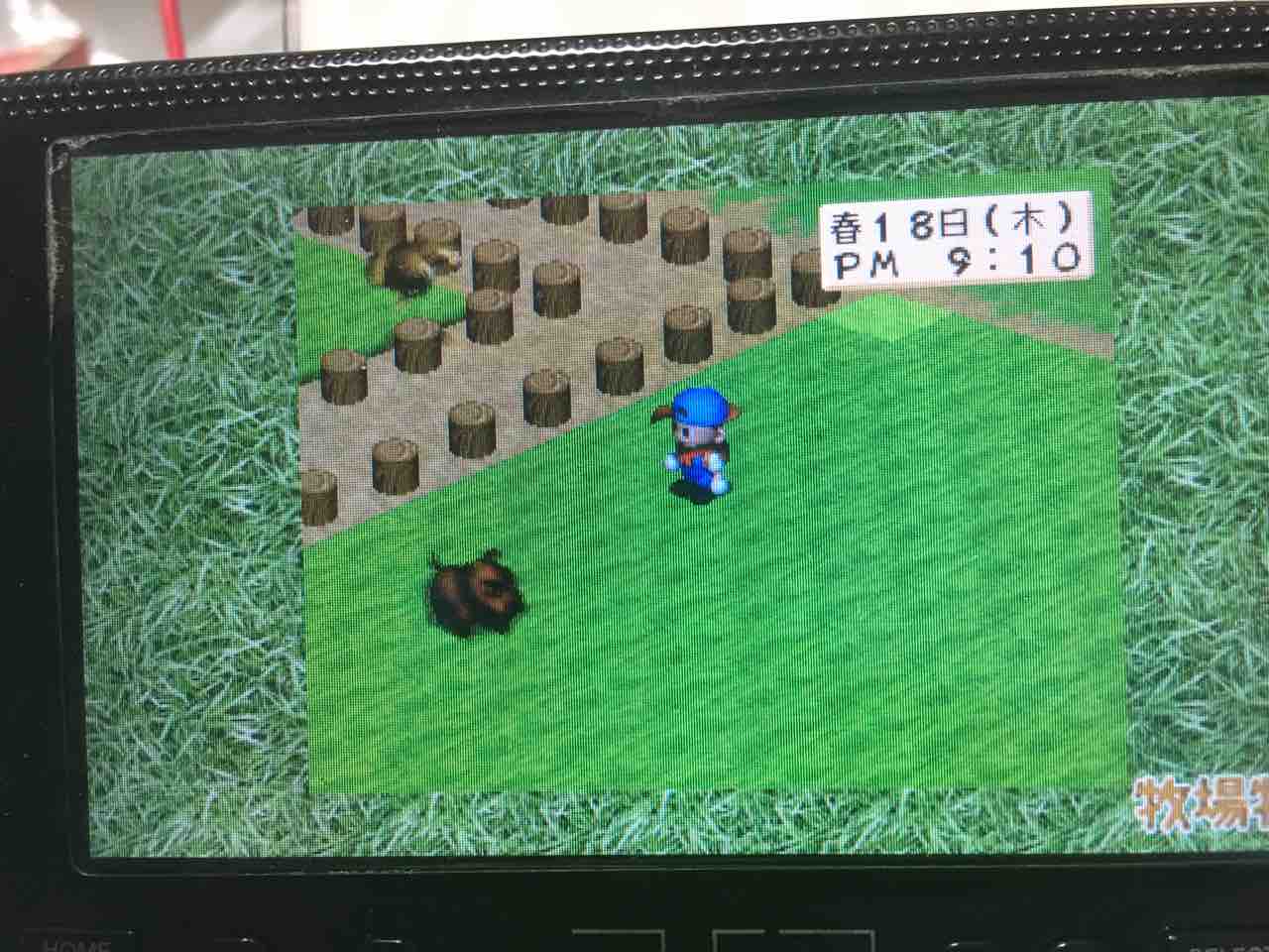牧場物語ハーベストムーン プレイ日記 21 憧れの結婚生活 Motley Notes 牧場物語ハーベストムーン プレイ日記 21 憧れの結婚生活 Motley Notes