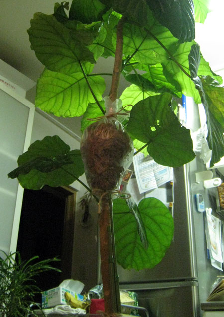 頑張れウンベラータ 猫のためいき