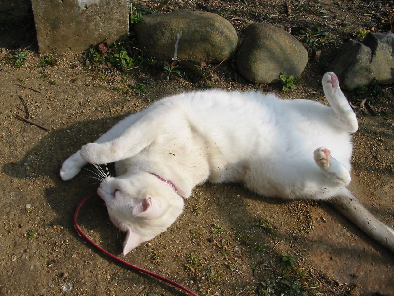 のたうち回って 真っ黒 我が家に猫がやって来た ふぅ