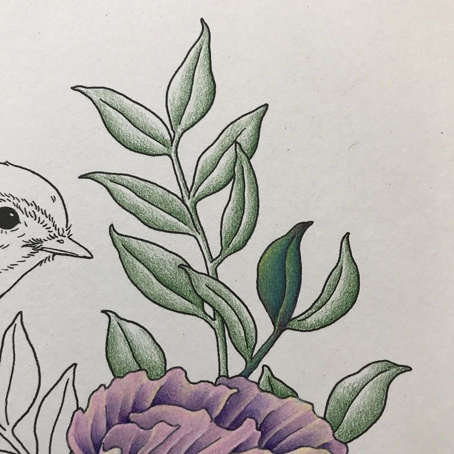 鳥と花2種 小鳥と花と動物のぬり絵 塗り絵と色鉛筆