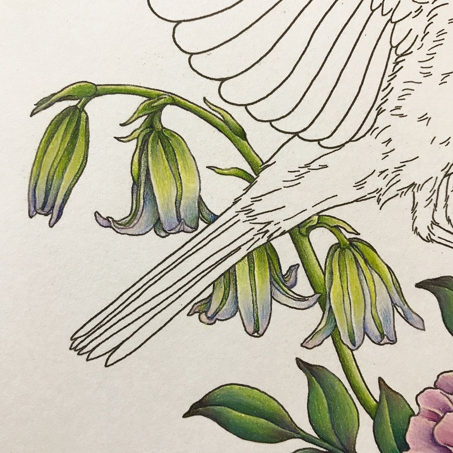 鳥と花2種②(小鳥と花と動物のぬり絵) | 塗り絵と色鉛筆♪ 鳥と花2種②(小鳥と花と動物のぬり絵) | 塗り絵と色鉛筆♪