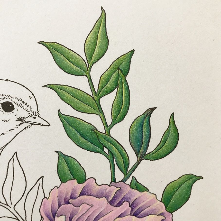 鳥と花2種 小鳥と花と動物のぬり絵 塗り絵と色鉛筆 鳥と花2種 小鳥と花と動物のぬり絵 塗り絵と色鉛筆