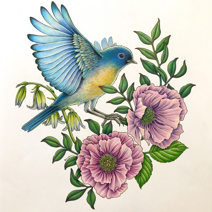 【トップレート】 塗り絵 鳥 色 - Nuriemoku