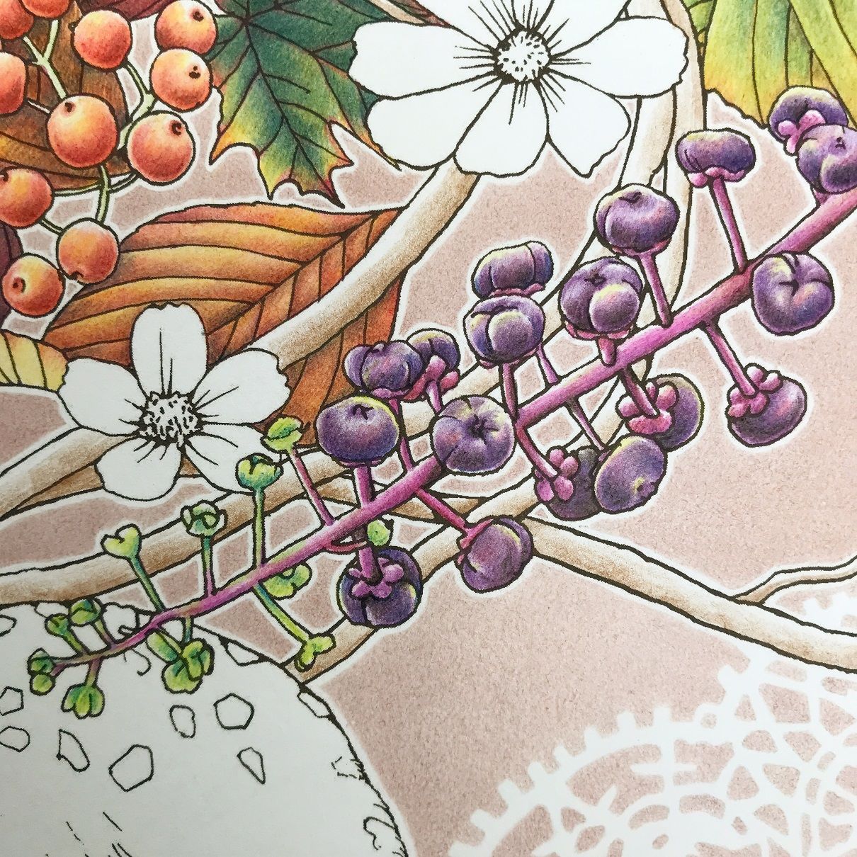 木の実 草の実 カラーブックス 木の実・草の実 - 偕成社 | 児童