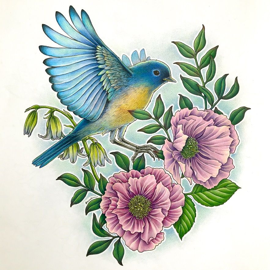 Colleen コーリン 色鉛筆 塗り絵と色鉛筆