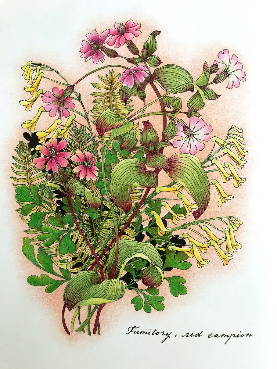 フェリシモ500色鉛筆・FOREST＆SWEETS・完成 | 塗り絵と色鉛筆♪