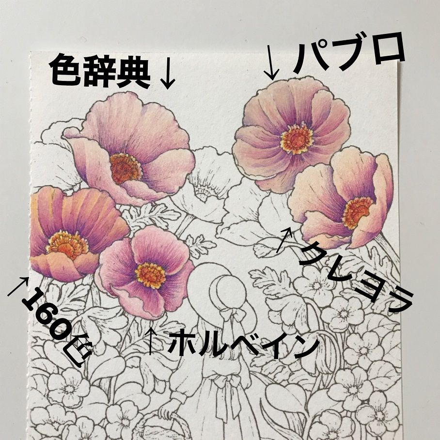 Colleen コーリン 色鉛筆 塗り絵と色鉛筆 Colleen コーリン 色鉛筆 塗り絵と色鉛筆