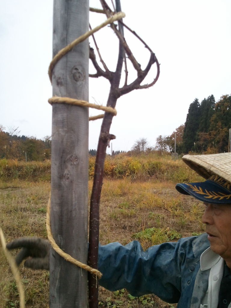 11月18 19日 桜の木の冬囲い まつだい早稲田じょんのびクラブ交流記