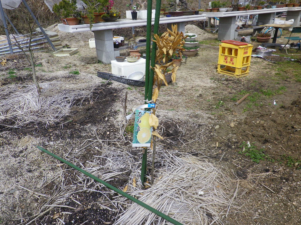 ミカン 防寒対策(2) : 燦day毎日の徒然日記