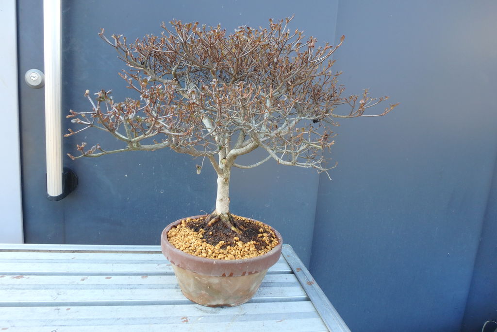 深山霧島ツツジを植え替えた 燦day毎日の徒然日記