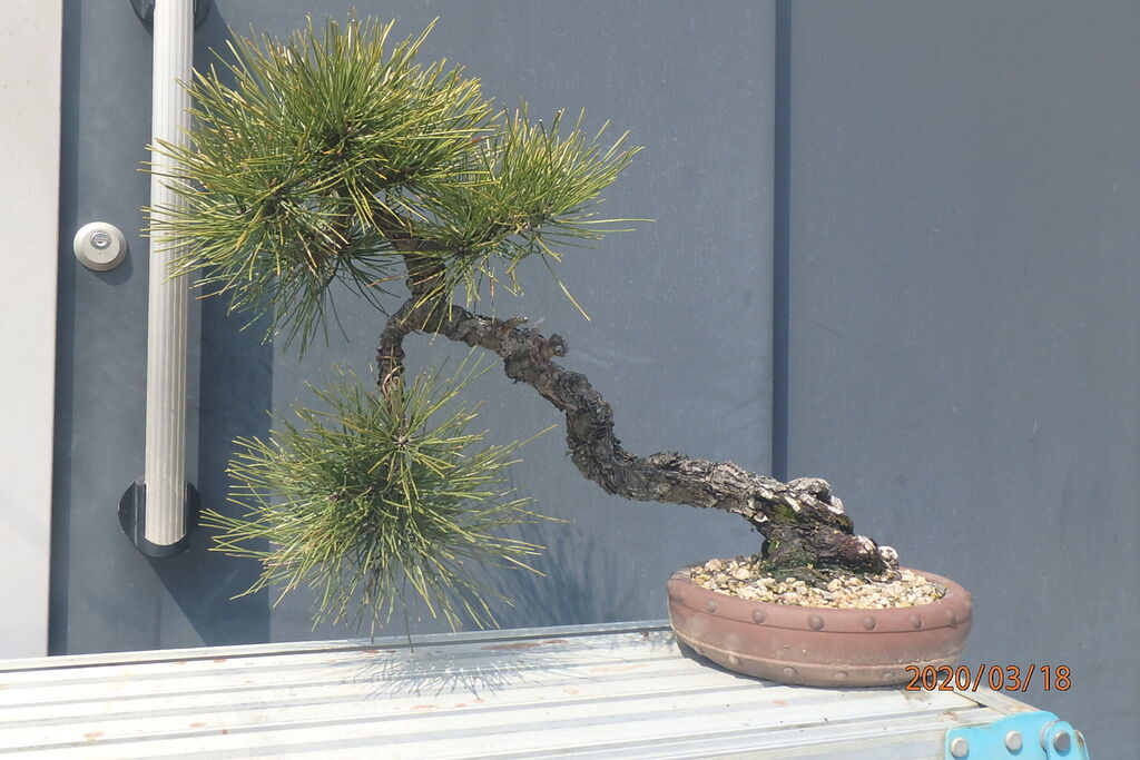 黒松の植え替えと鉢替えを行った 燦day毎日の徒然日記 黒松の植え替えと鉢替えを行った 燦day毎日の徒然日記