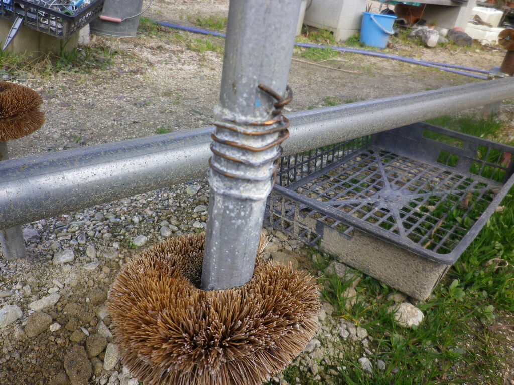 イチゴのナメクジ対策の試験結果 燦day毎日の徒然日記 イチゴのナメクジ対策の試験結果 燦day毎日の徒然日記