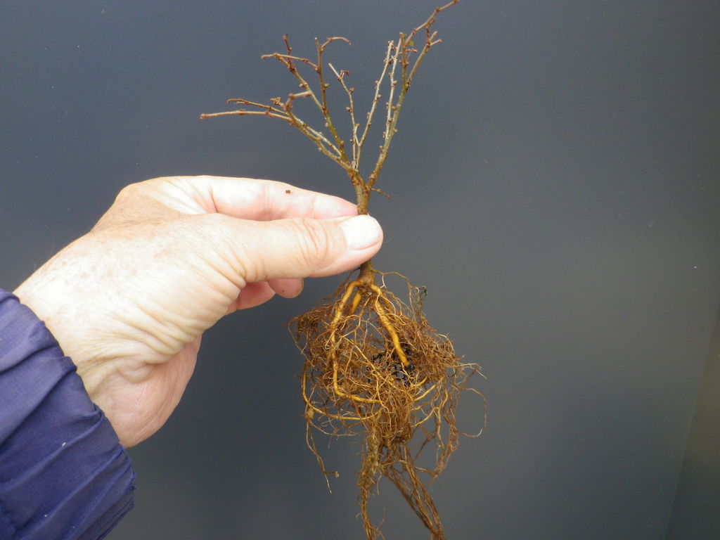 ケヤキの根張りをつぶしてしまった 燦day毎日の徒然日記