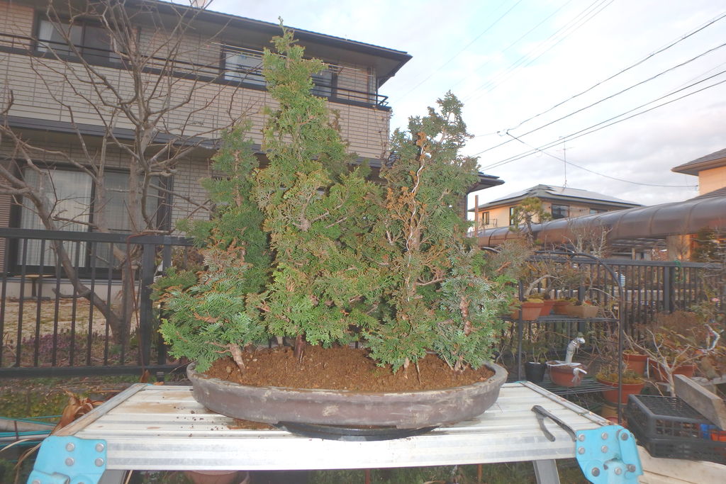 津山檜の寄せ植えを行った。 : 燦day毎日の徒然日記