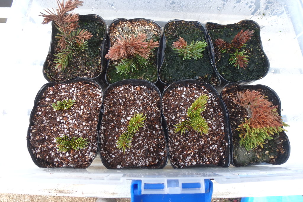 紫杜松 真柏 蝦夷松の挿し木 5 燦day毎日の徒然日記