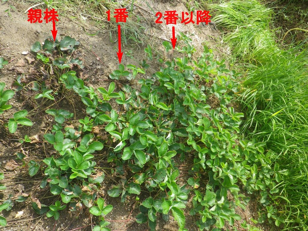 イチゴ苗床に移植した 燦day毎日の徒然日記 イチゴ苗床に移植した 燦day毎日の徒然日記