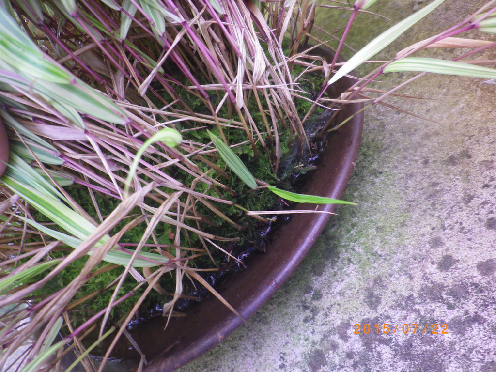 No.56 風知草の根洗い No.56 風知草の根洗い