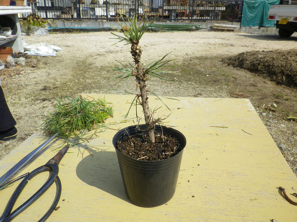 松盆栽 植え替え 鉢と根の関係 2 燦day毎日の徒然日記