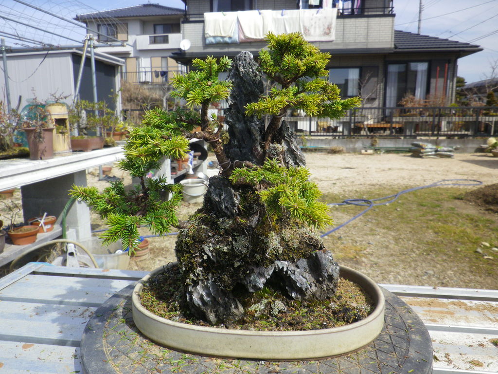楓の整枝 植え替え 白芽八房蝦夷松石付の整枝 燦day毎日の徒然日記