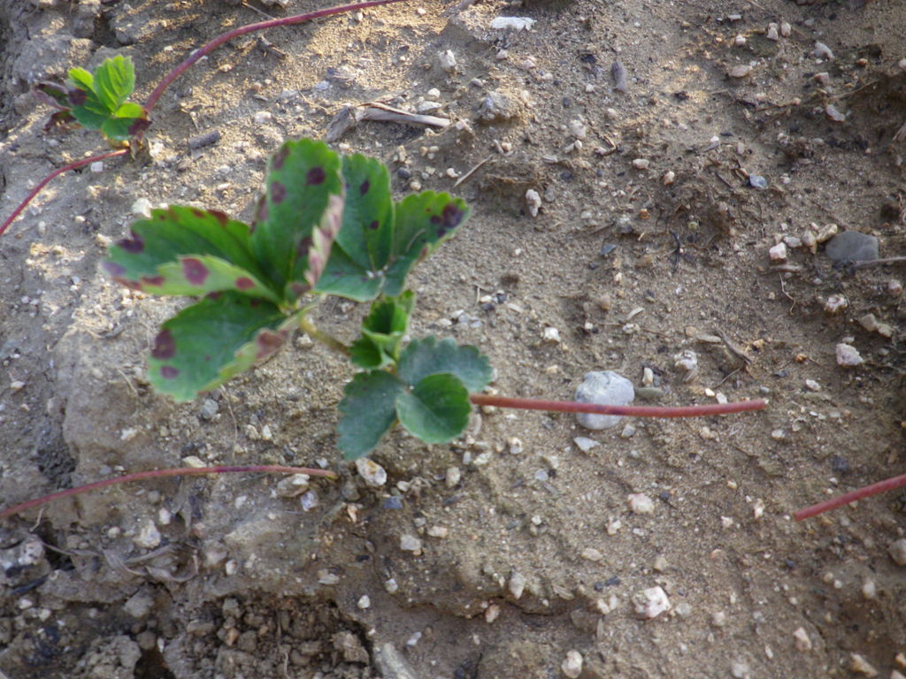 イチゴ苗床へ移植を行った 燦day毎日の徒然日記 イチゴ苗床へ移植を行った 燦day毎日の徒然日記
