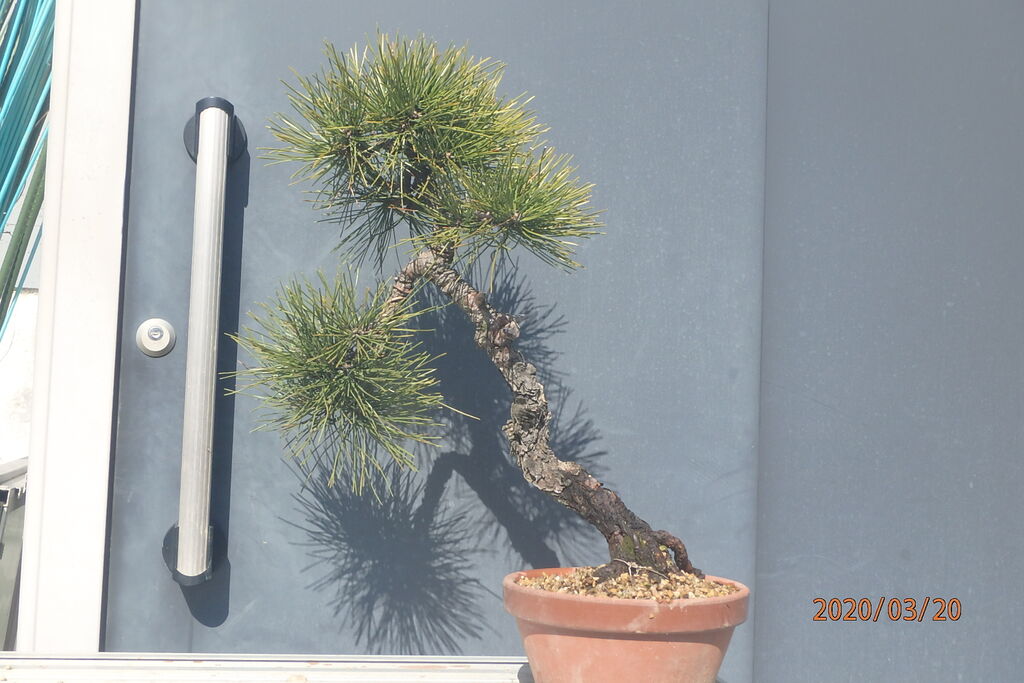 黒松の植え替えと鉢替えを行った 燦day毎日の徒然日記 黒松の植え替えと鉢替えを行った 燦day毎日の徒然日記