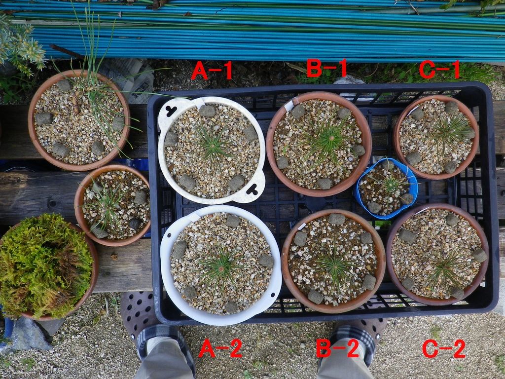 黒松実生挿し木 1 7 施肥l量 用土 成長への影響 燦day毎日の徒然日記