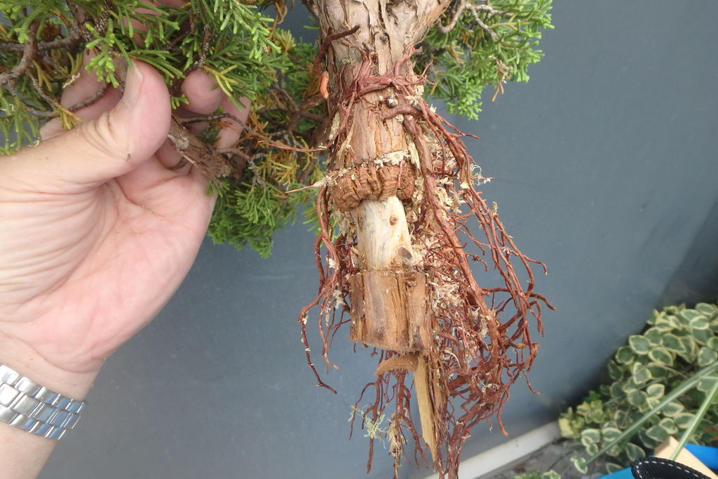 燦day毎日の徒然日記 盆栽