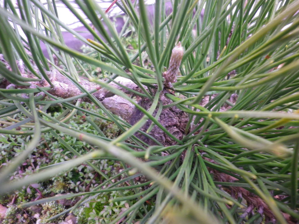 黒松の成長経過 : 燦day毎日の徒然日記