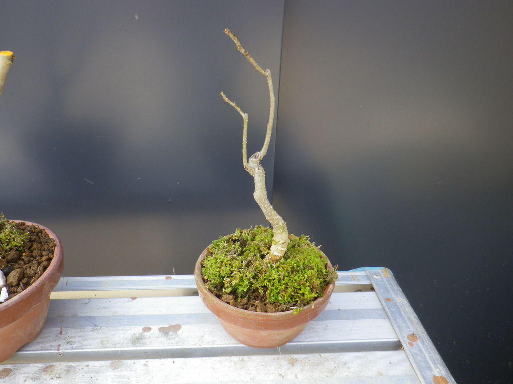 ブナ寄せ植え 植え直し ねむの木の植え替え 燦day毎日の徒然日記