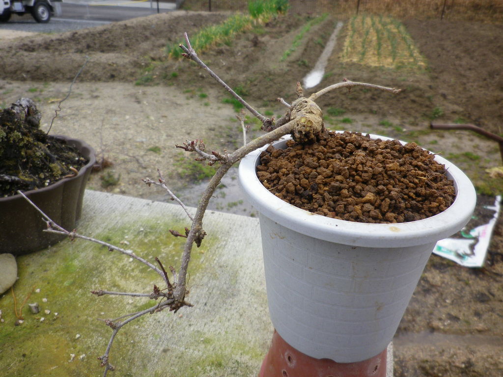 盆栽 植え替え アケビ 桜 ピラカンサ 燦day毎日の徒然日記 盆栽 植え替え アケビ 桜 ピラカンサ 燦day毎日の徒然日記