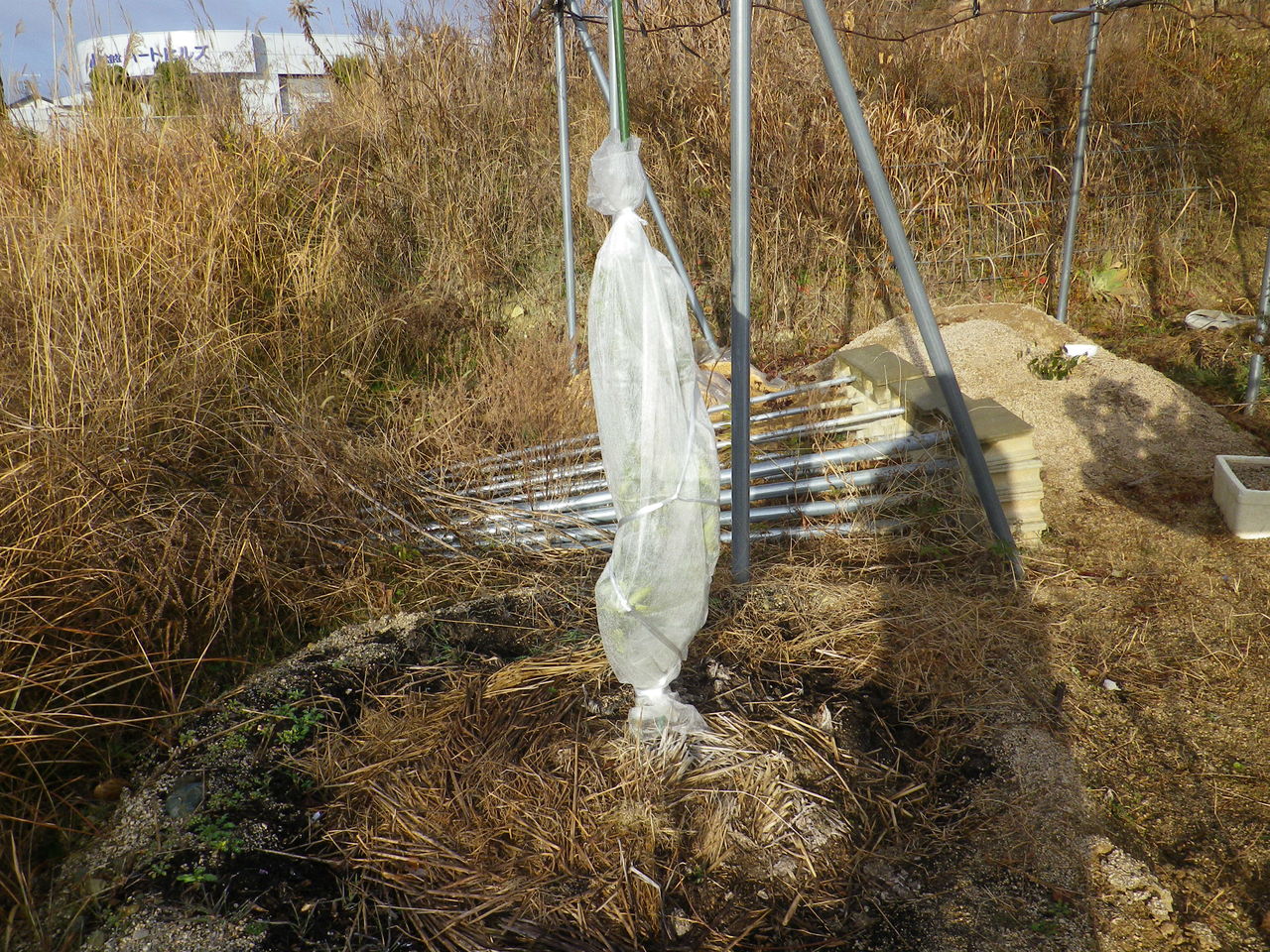 ミカン 防寒対策(2) : 燦day毎日の徒然日記