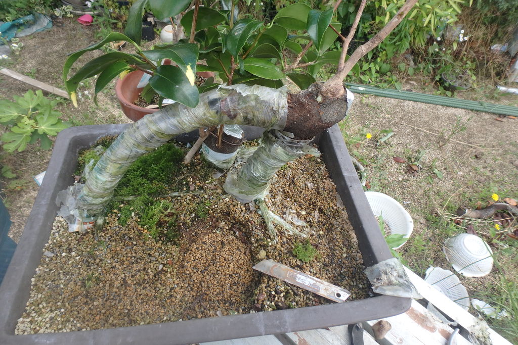 ツバキの呼び接ぎ挿し木のその後の経過 燦day毎日の徒然日記