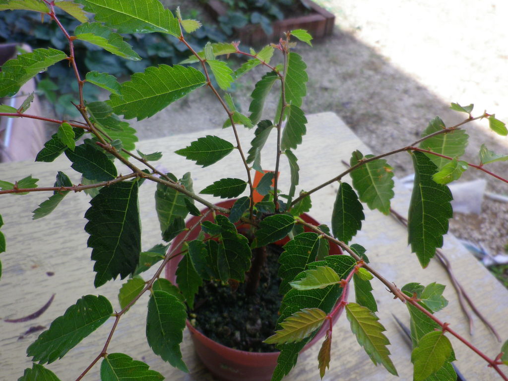 ケヤキの葉刈り 整枝 燦day毎日の徒然日記