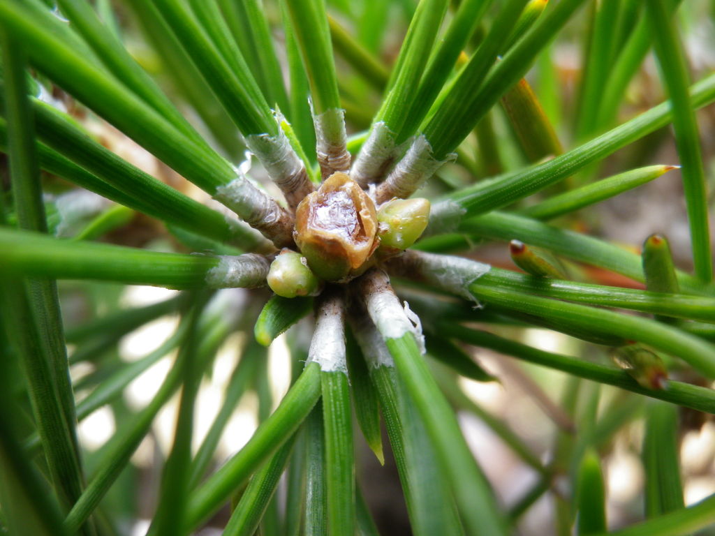 盆栽 黒松の二回目の芽切りを行った 燦day毎日の徒然日記