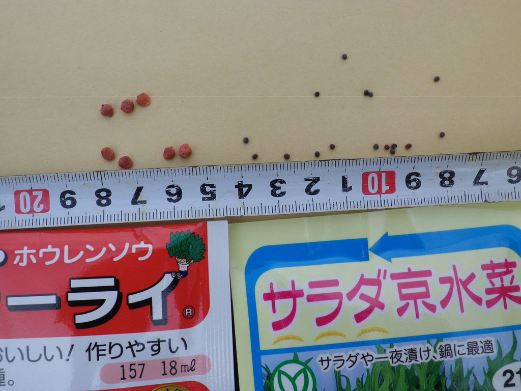 冬野菜 ほうれん草 水菜の追加種蒔きを行った 燦day毎日の徒然日記