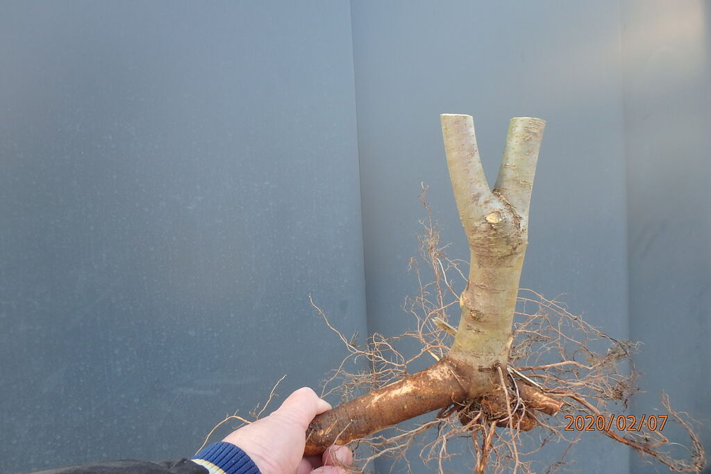 ケヤキの植え替えを行った 燦day毎日の徒然日記
